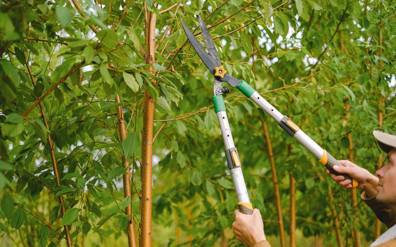 Tree trimming in Freetown, IN